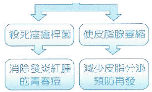 殺死座瘡桿菌->消除發炎紅腫的青春痘, 使皮脂腺萎縮->減少皮脂分泌預防再發